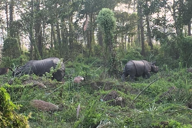 1 Night 2 Days Chitwan Jungle Safari Tour from Kathmandu - Your Chitwan resort evening: Tharu village, elephant stable, and sunset view