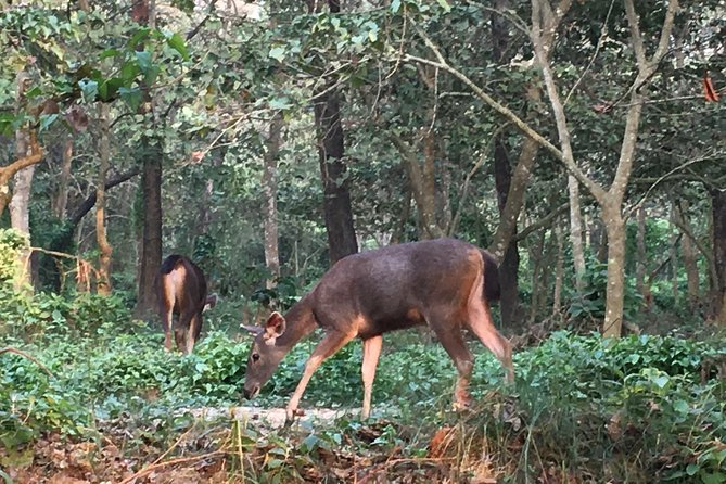1 Night 2 Days Chitwan Jungle Safari Tour from Kathmandu - Who should book this Chitwan safari, and who should skip it