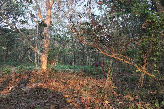 1 Night 2 Days Chitwan Jungle Safari Tour from Kathmandu - Morning jeep safari: what you’re likely to see (and what to ask about)