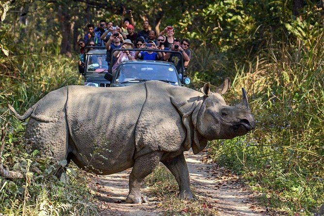 10 days Special Nepal Tour Package - Chitwan National Park: rhinos, river rides, and jungle pace