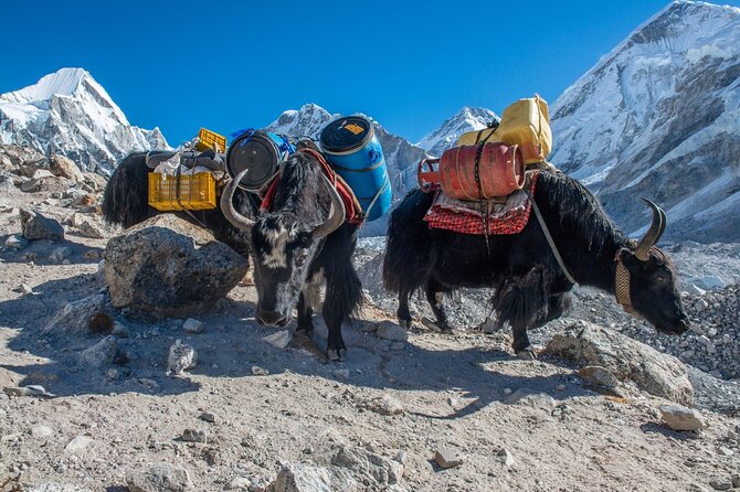 14 Days Private Tour Everest Base Camp Trek - Day 5: Tengboche and the Rhododendron Trail to a Major Gompa