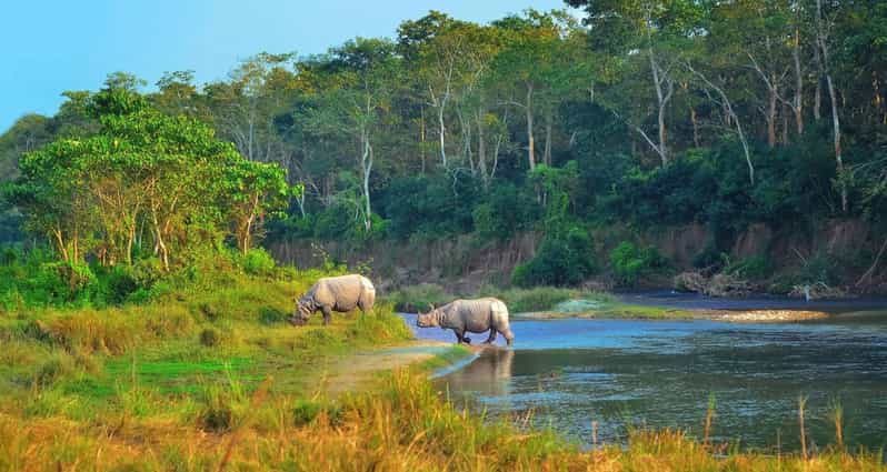 2 Days Chitwan Jungle Safari Tour from Pokhara/Kathmandu - Day 2: the early morning jungle walk that refreshes your eyes