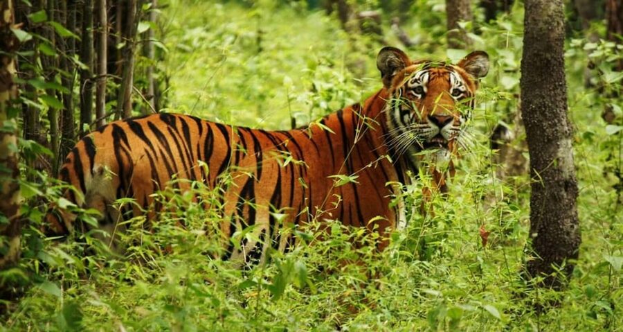 2 Days Chitwan Jungle Safari Tour from Pokhara/Kathmandu - Who this 2-day Chitwan Safari fits best