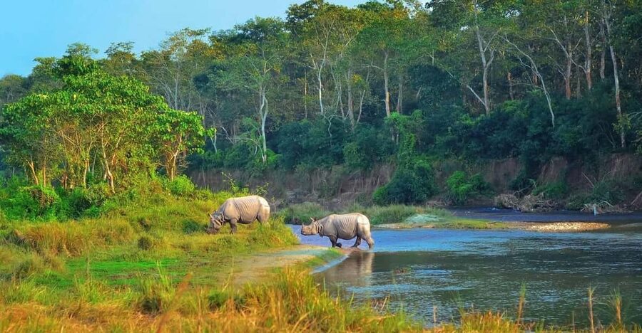 2 Days Chitwan Jungle Safari Tour from Pokhara/Kathmandu - Day 1: arriving by lunch, then heading straight into Chitwan