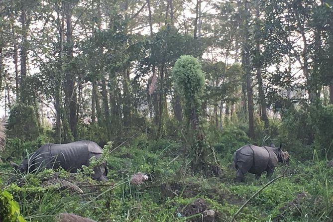 2 Nights 3 Days Chitwan Wildlife Jungle Safari Package Tour - Chitwan wildlife starts at 6:15 am: the Kathmandu and Pokhara route