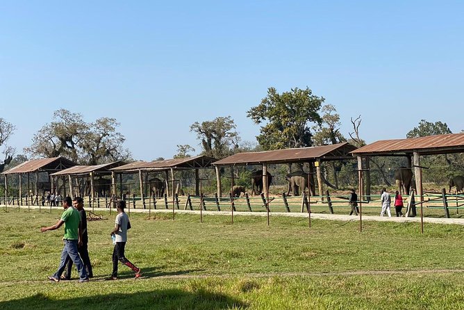 2 Nights 3 Days Chitwan Wildlife Jungle Safari Package Tour - Day 3: bird watching tour, then back to Kathmandu or Pokhara