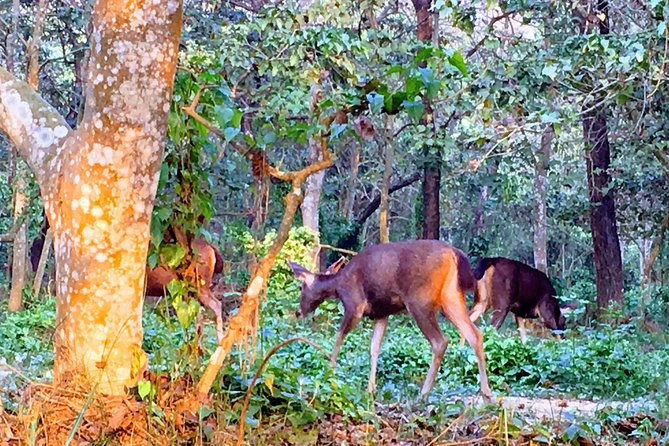 2 Nights 3 Days Chitwan Wildlife Jungle Safari Package Tour - Accommodation reality: 2-star resort, but your time isn’t in the room