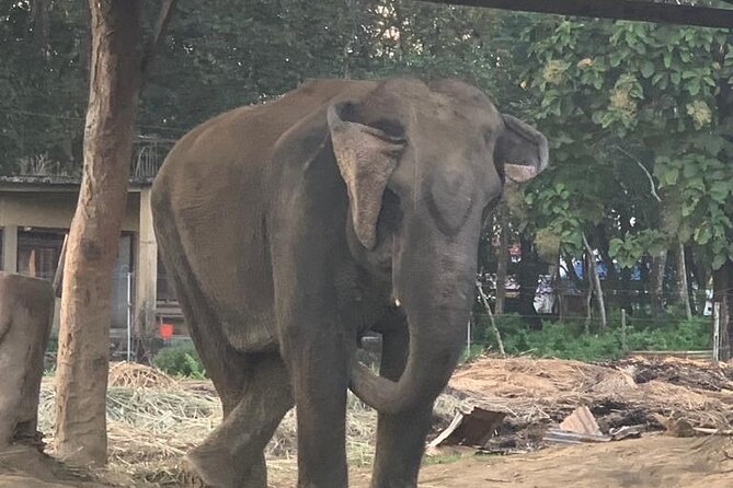 3-Day All Inclusive Chitwan Jungle Safari Tour From Kathmandu - What you actually get for $250: value beyond the headline price