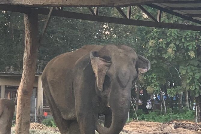 3-Day All Inclusive Chitwan Jungle Safari Tour From Kathmandu - Day 1: settlement, park approach, and Tharu cultural dance