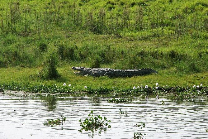 3-Day Chitwan Jungle Safari Tour from Kathmandu - Jeep safari in Chitwan National Park: where rhinos and the tiger possibility live