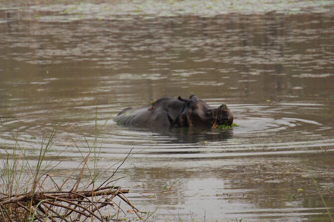 3-Day Chitwan National Park Jungle Safari Tour Package with Pick Up - Early mornings and the birdwatching rhythm