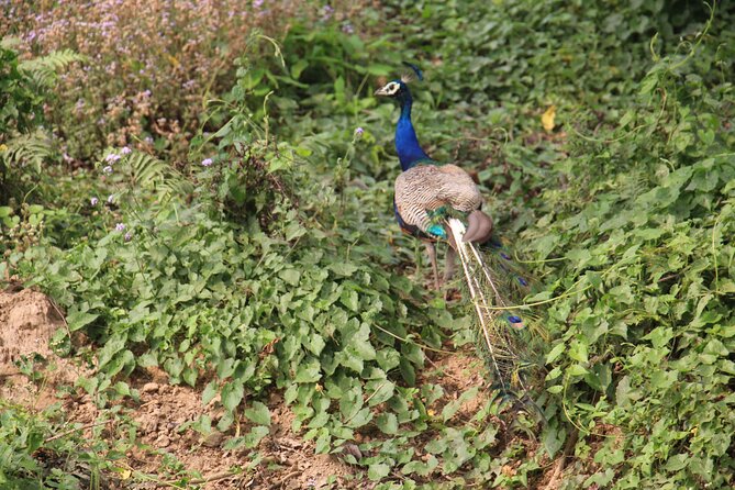 3-Day Chitwan National Park Jungle Safari Tour Package with Pick Up - Group size, safety, and communication: what to expect with this operator