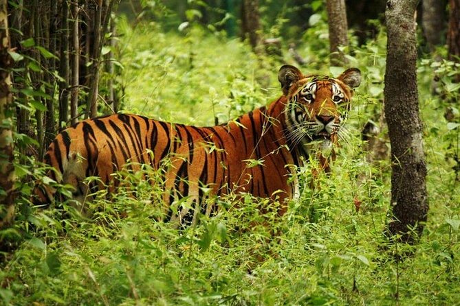 3-Day Guided Safari Tour in Chitwan National Park in Nepal - Getting from Kathmandu to Chitwan: the 5-hour drive that sets the tone