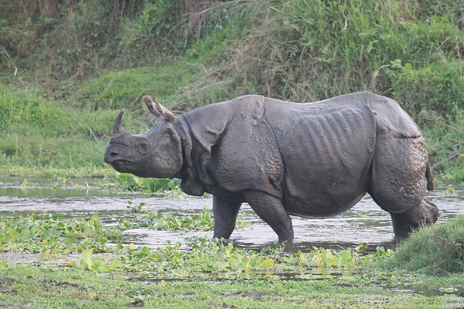 3 Days Jungle Safari in Chitwan National Park - Jungle Safari With a Real Mix: Canoe, Jeep, and a Bird-Watching Walk