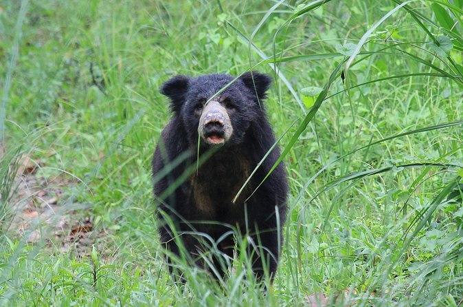 3 Days Jungle Safari in Chitwan National Park - Day 2 Full Safari Day: Canoe on Rapti and a Jeep Ride in Chitwan