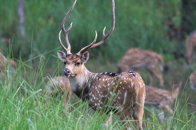 3 Days Jungle Safari in Chitwan National Park - Evening Culture: Traditional Nepali Cuisine and Tharu Stick Dance