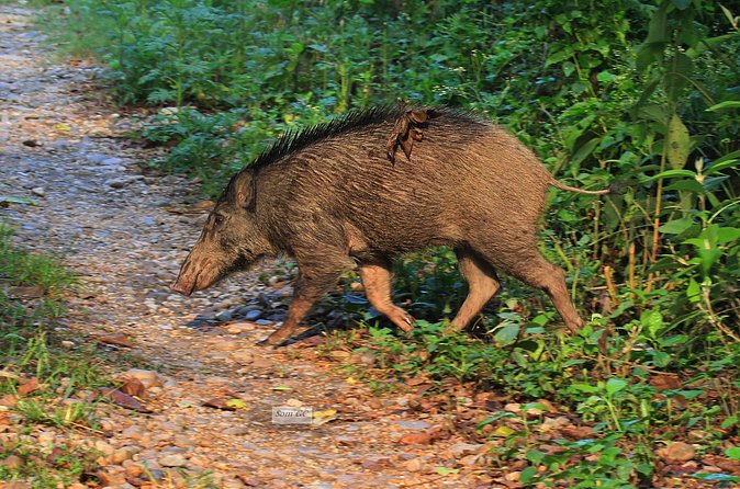 3 Days Jungle Safari in Chitwan National Park - Day 3: Rapti River Bird Walk With an Experienced Naturalist