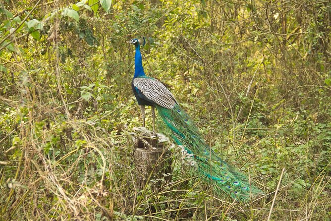 3 Nights 4 Days Chitwan National Park with Tower Night Stay - Day 4: leave the jungle for Kathmandu or Pokhara