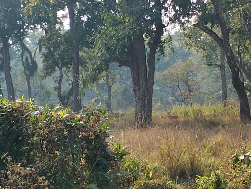 3 Nights 4 Days Chitwan National Park with Tower Night Stay - Who This Tour Fits Best (and Who Might Struggle)