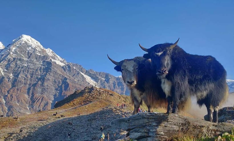 4 Days Pikey Peak Trek : The Best View of Mt Everest - The guide makes the difference (and here you’ll get real support)
