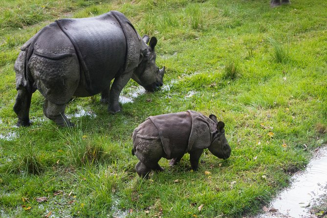 8 Days Nepal Tour (Kathmandu, Pokhara, and Chitwan Tour) - Mountain Flight and Other Optional Adds