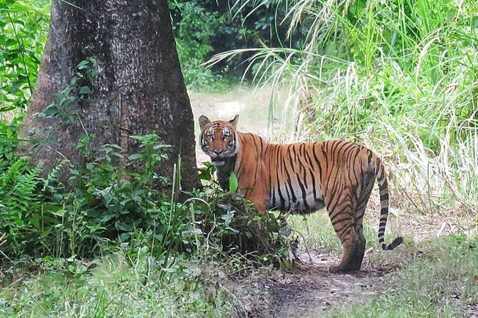 8 Days Tour in Nepal (Accommodation at 5 Star Hotel) - A Nepal sampler with 5-star comfort and real wildlife time