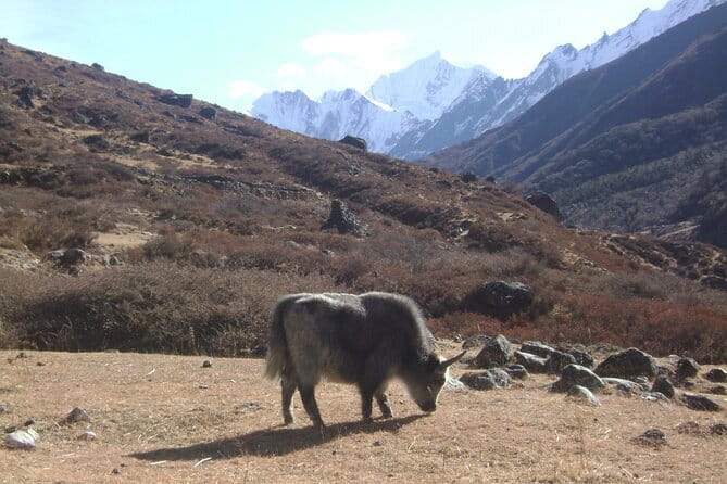 9 Days LANGTANG VALLEY TREKKING IN NEPAL - Kathmandu UNESCO days: set your bearings before you start climbing