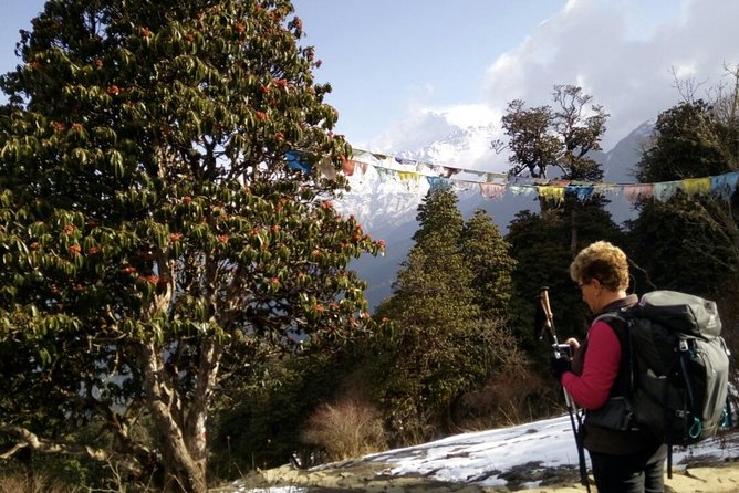 Annapurna Sunrise Trek - Day 5 Poon Hill Before Dawn, Then Down to Tadapani