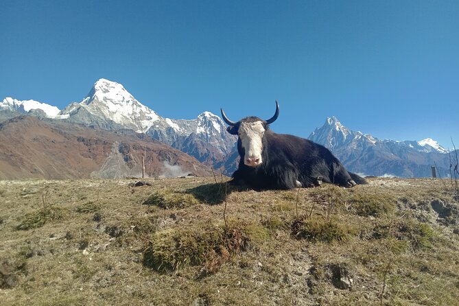 Annapurna View Trek - Tadapani to Ghandruk and back to Pokhara: culture day with a payoff