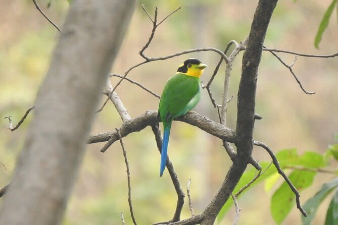 Birding Hike: Day Birdwatching in Kathmandu - Nagarjun and Shivapuri National Park: The Bird Soundtrack in Motion