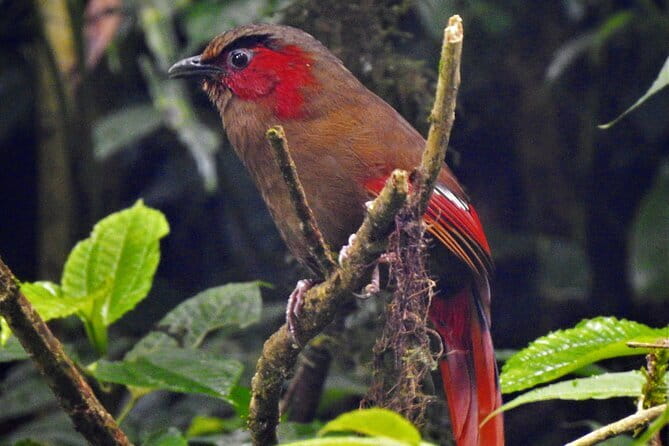 Birding Hike: Day Birdwatching in Kathmandu - Meeting Point, Timing, and How Long You’ll Be Outside