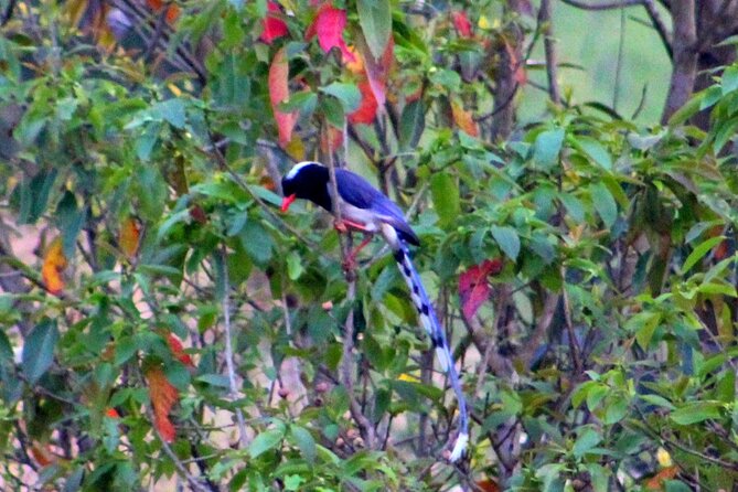 Changunarayan Hill to Telkot Hike Near Kathmandu Day Tour - Who This Tour Fits Best (and Who Might Prefer Something Else)