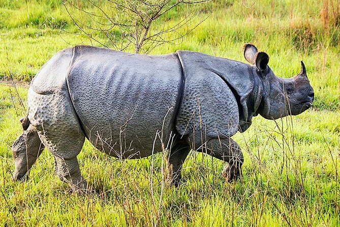 Chitwan 2 Nights All Inclusive Jungle Safari Tour - Kathmandu to Chitwan with air-conditioned bus comfort (and fewer headaches)
