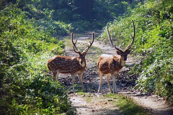 Chitwan 2 Nights All Inclusive Jungle Safari Tour - Day 2 in Chitwan: Narayani River canoe time + Chitwan National Park