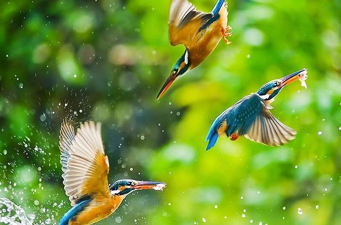 Chitwan 2 Nights All Inclusive Jungle Safari Tour - Meals, park entry, and the real math behind the $128 price
