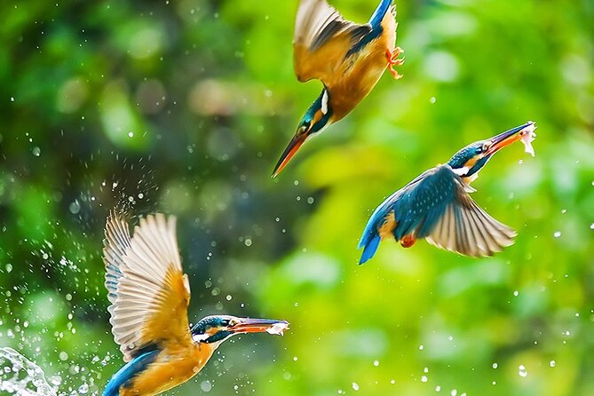 Chitwan 2 Nights All Inclusive Jungle Safari Tour - What you’ll do on safari: canoeing, jungle walks, bird watching, and jeep drives