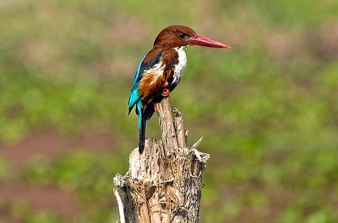 Chitwan 2 Nights All Inclusive Jungle Safari Tour - Your guide, your group, and the communication that helps