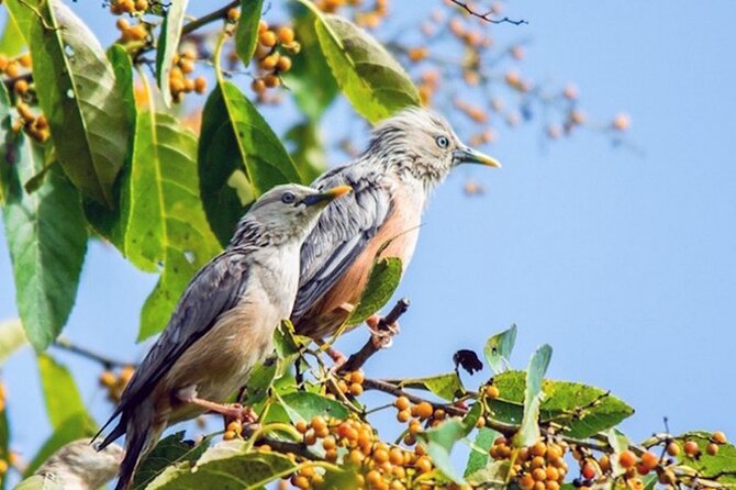 Chitwan 2 Nights All Inclusive Jungle Safari Tour - Day 1: Thankot and Narayanghat stopovers before you settle near Chitwan