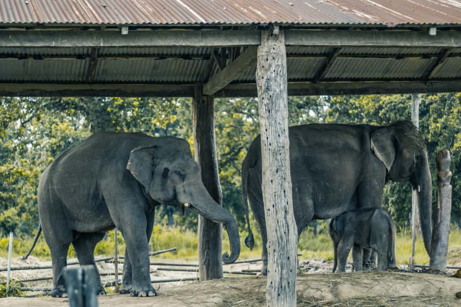 Chitwan: Jungle Safari Tour with Canoe Ride in Forest River - Day 2 evening: guided nature walk for nocturnal creatures