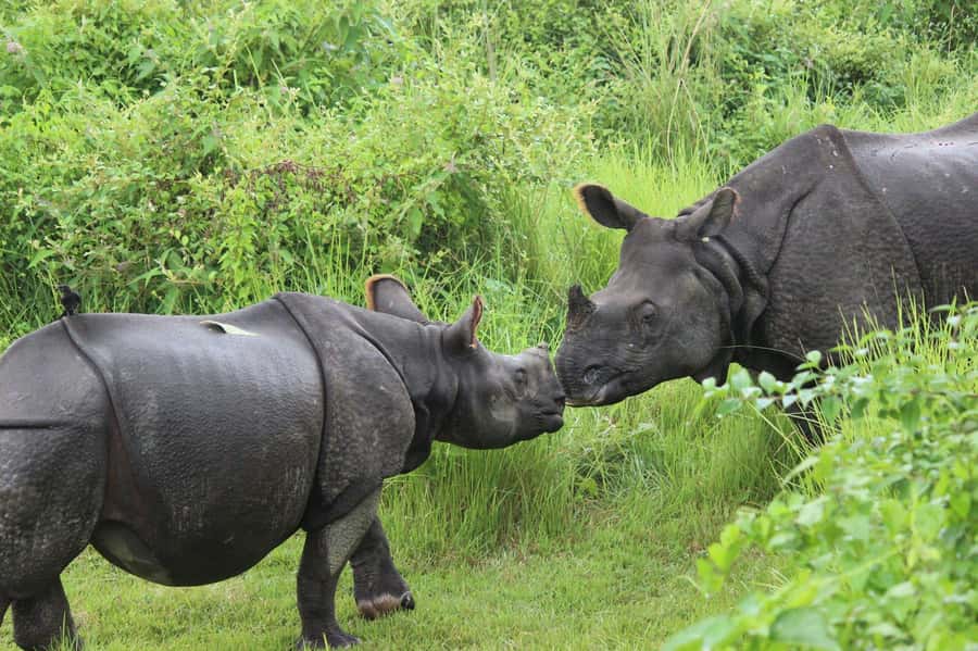 Chitwan: Jungle Safari Tour with Canoe Ride in Forest River - Day 3: dawn birdwatching and a quieter send-off