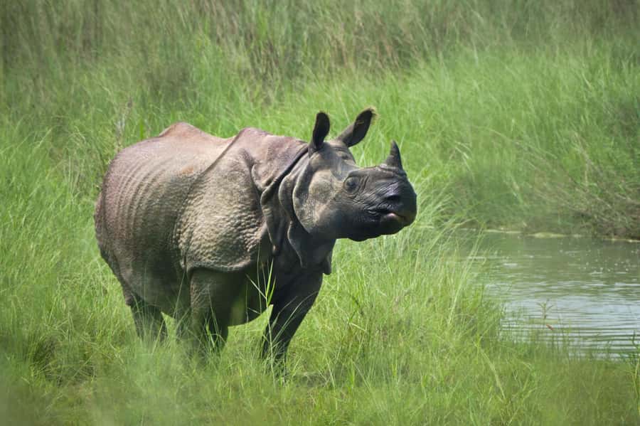 Chitwan: Jungle Safari Tour with Canoe Ride in Forest River - Price and value: is $201 per person a fair deal?