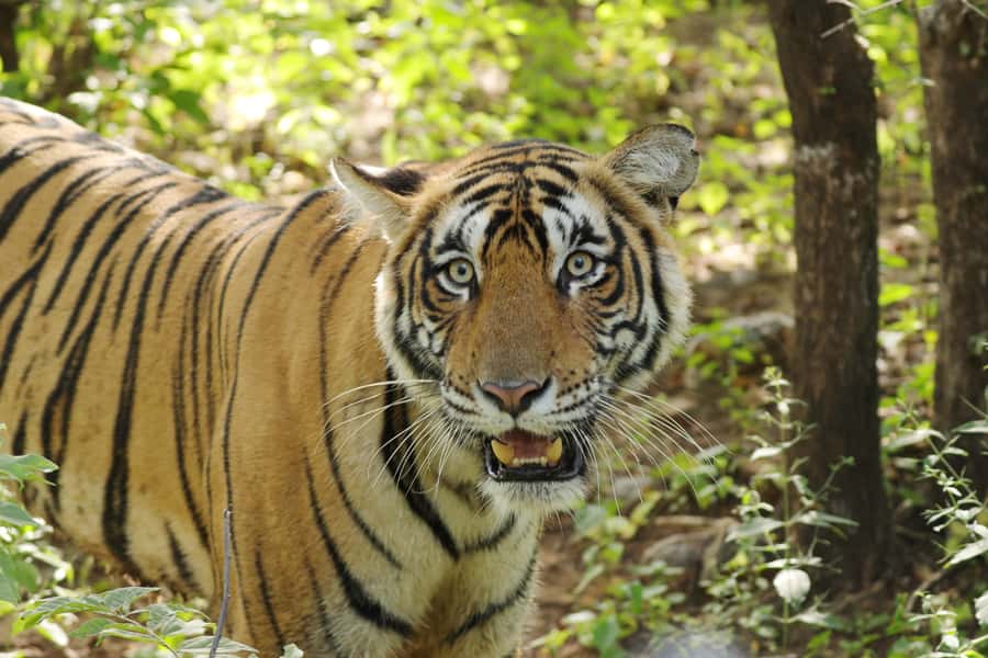 Chitwan: Jungle Safari Tour with Canoe Ride in Forest River - The best-fit traveler: who will love this tour