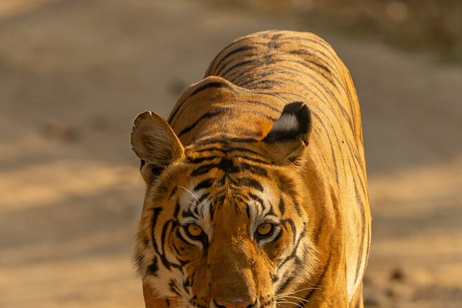 Chitwan National Park Tour - Tharu Culture: More Than a Cultural Add-On