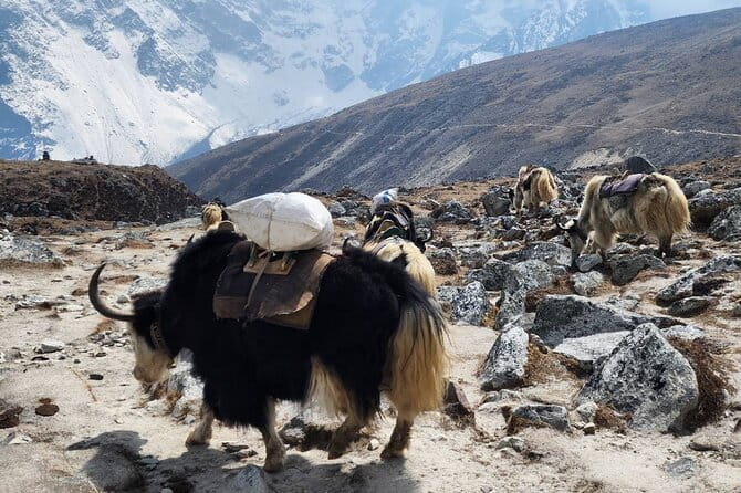 Everest Base Camp Trek from Kathmandu 12 Days - Key things to know before you go