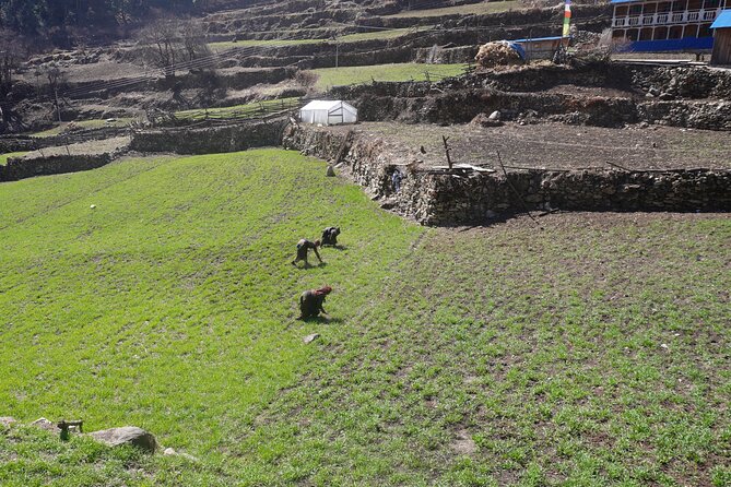 Experience the Thrill of a Lifetime:12-Days Manaslu Circuit trek - Days 9–10: Dharmashala, Larkya La Pass, and the long descent