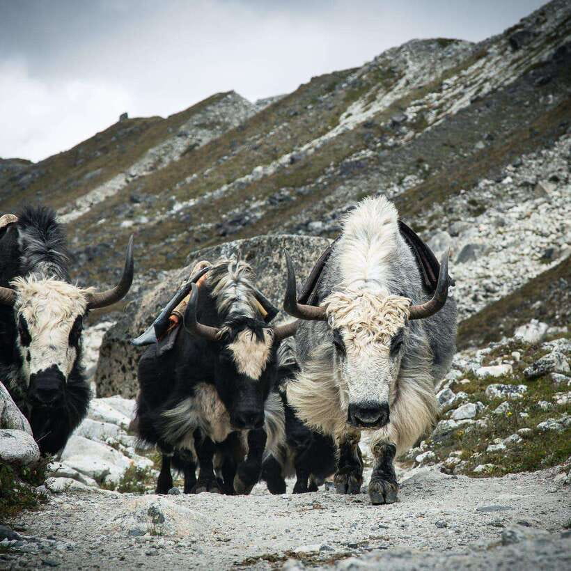 From Kathmandu: Guided Everest Base Camp Trek - To Tengboche and up toward Dingboche: monastery views and tougher air