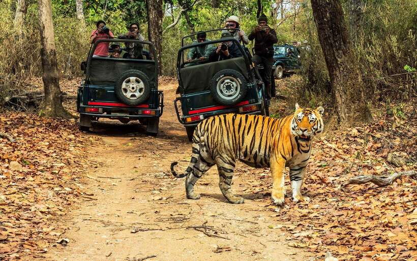 From Kathmandu/Pokhara: 2, 3, or 4-Day Chitwan Jungle Safari - Jeep safari strategy: buffer areas vs unexplored sections