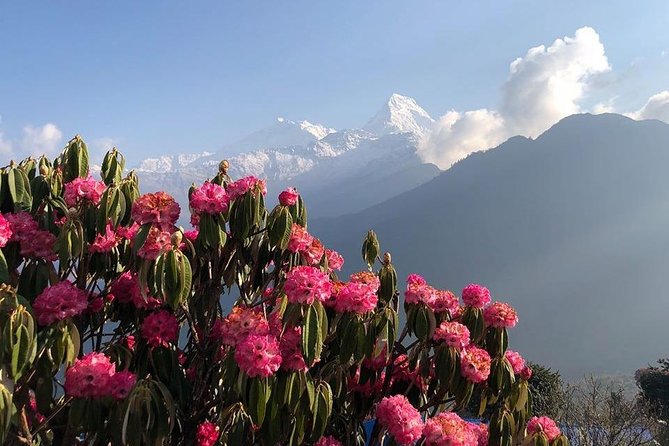 Ghorepani Poon Hill Trek - Why Poon Hill is still worth your trekking days