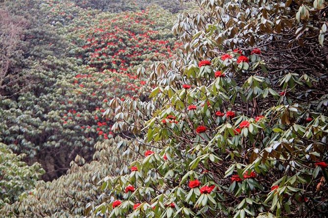 Ghorepani Poon Hill Trek - Day 2: Uphill to Ulleri, then greener forest walking