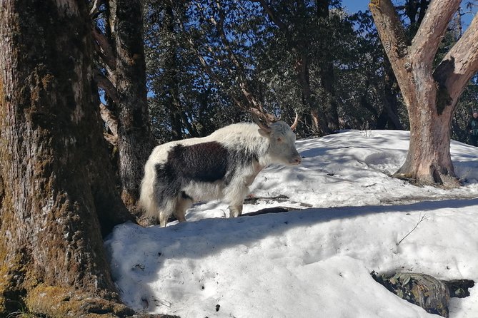 Ghorepani Poonhill Trek - Tadapani to Ghandruk: mountain views meet village atmosphere